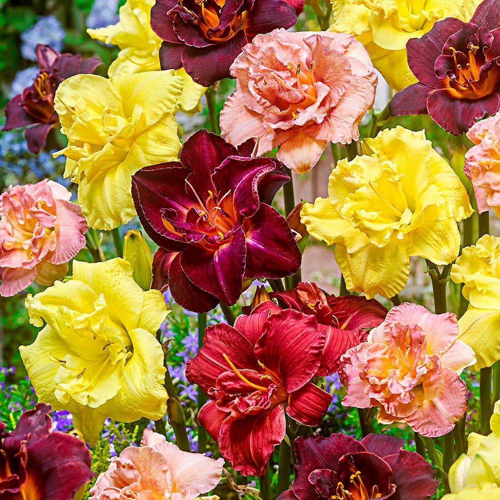 Daylily Perennials Garden Plants & Flowers The Home Depot