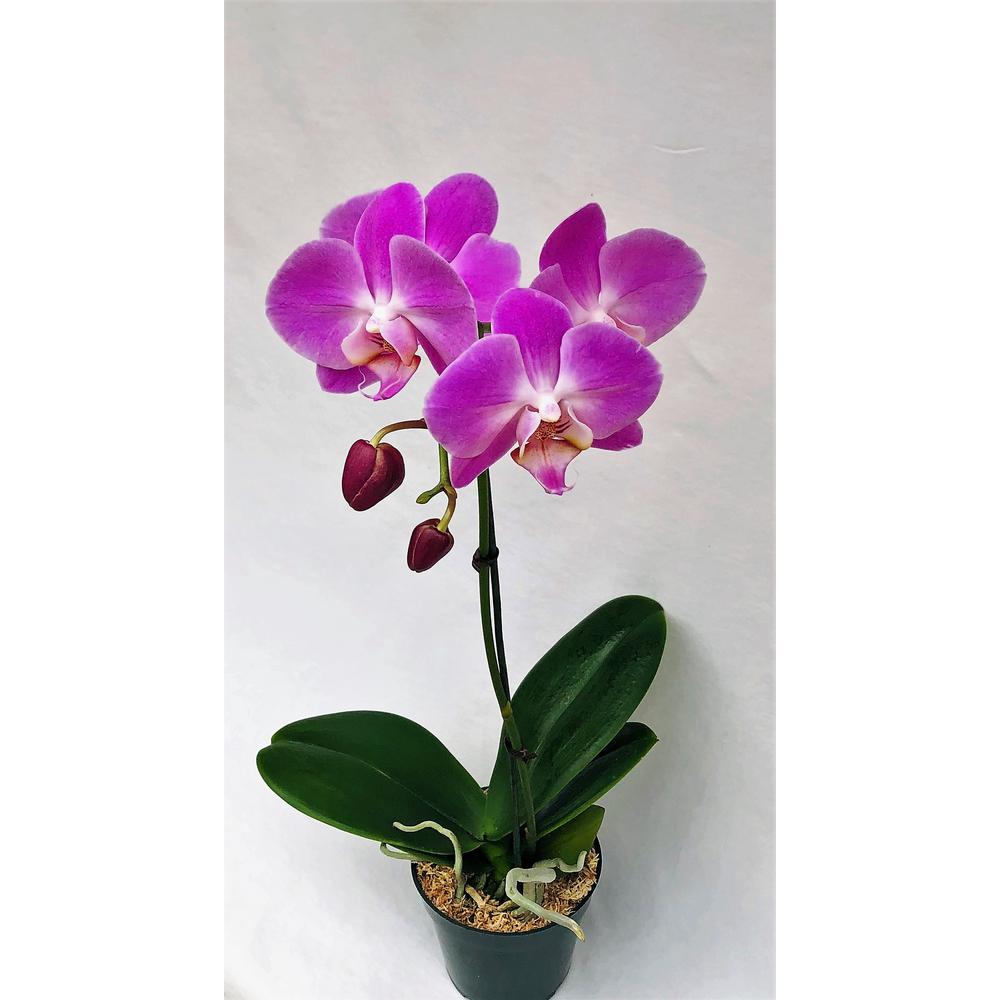 4 In Phalaenopsis Orchid In Grower Pot Phal4bloom The Home Depot