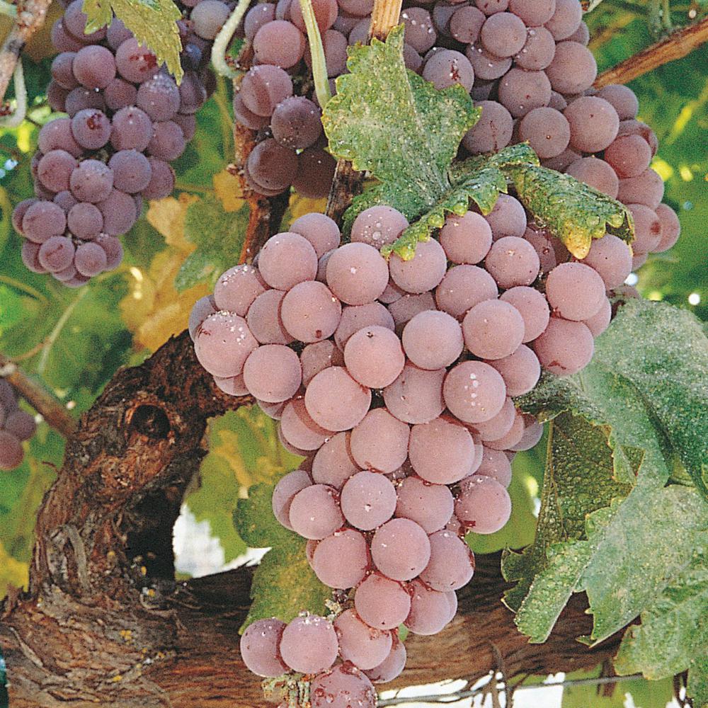 gurney-s-reliance-pink-seedless-grape-vitis-live-bareroot-fruiting