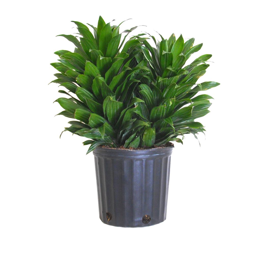 United Nursery 20 In To 26 Tall Janet Craig Compacta Live Tall Janet Craig Compacta Live