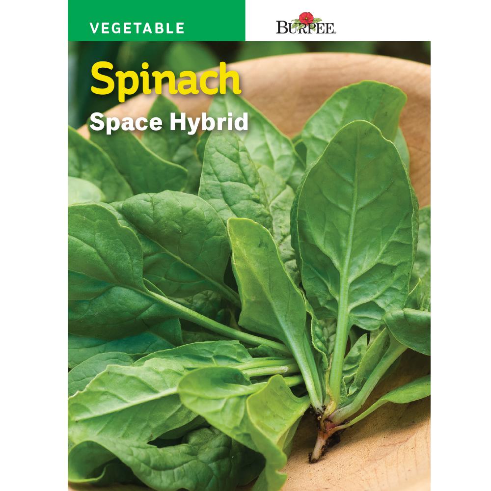 Burpee Spinach Space Hybrid Seed64106 The Home Depot