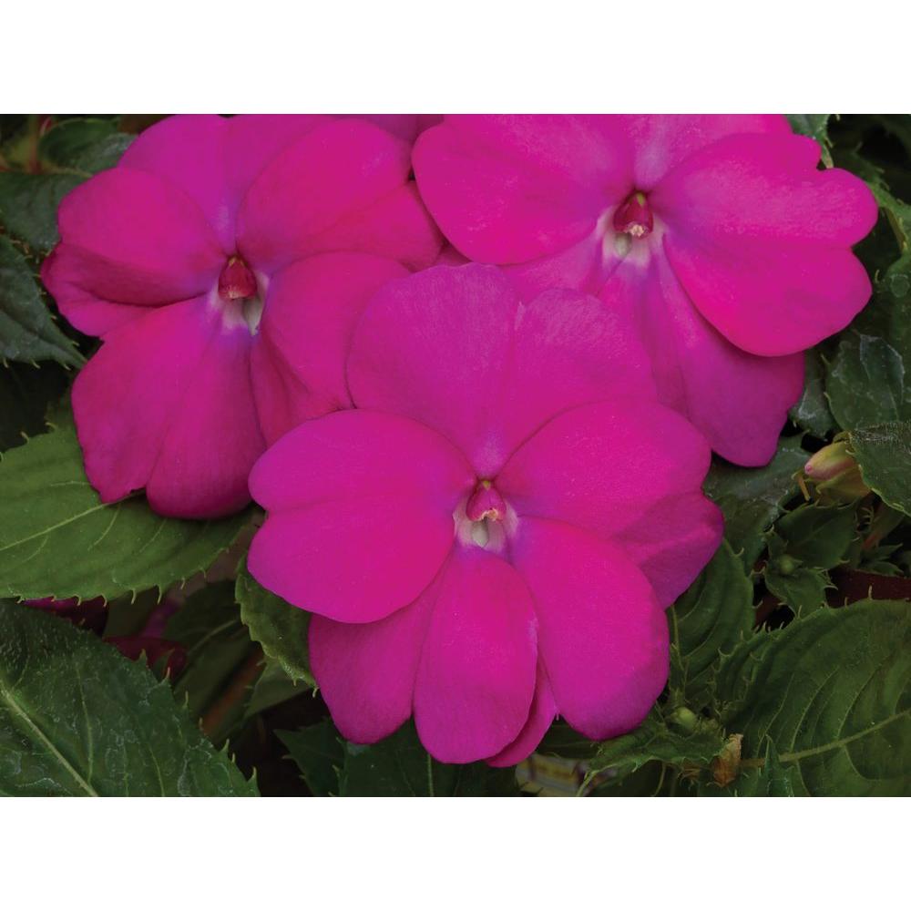 Proven Winners Sunpatiens Compact Neon Pink Impatiens Live Plant Sunpatiens Compact Neon Pink Impatiens Live Plant Flowers 4 25 In Grande Pack