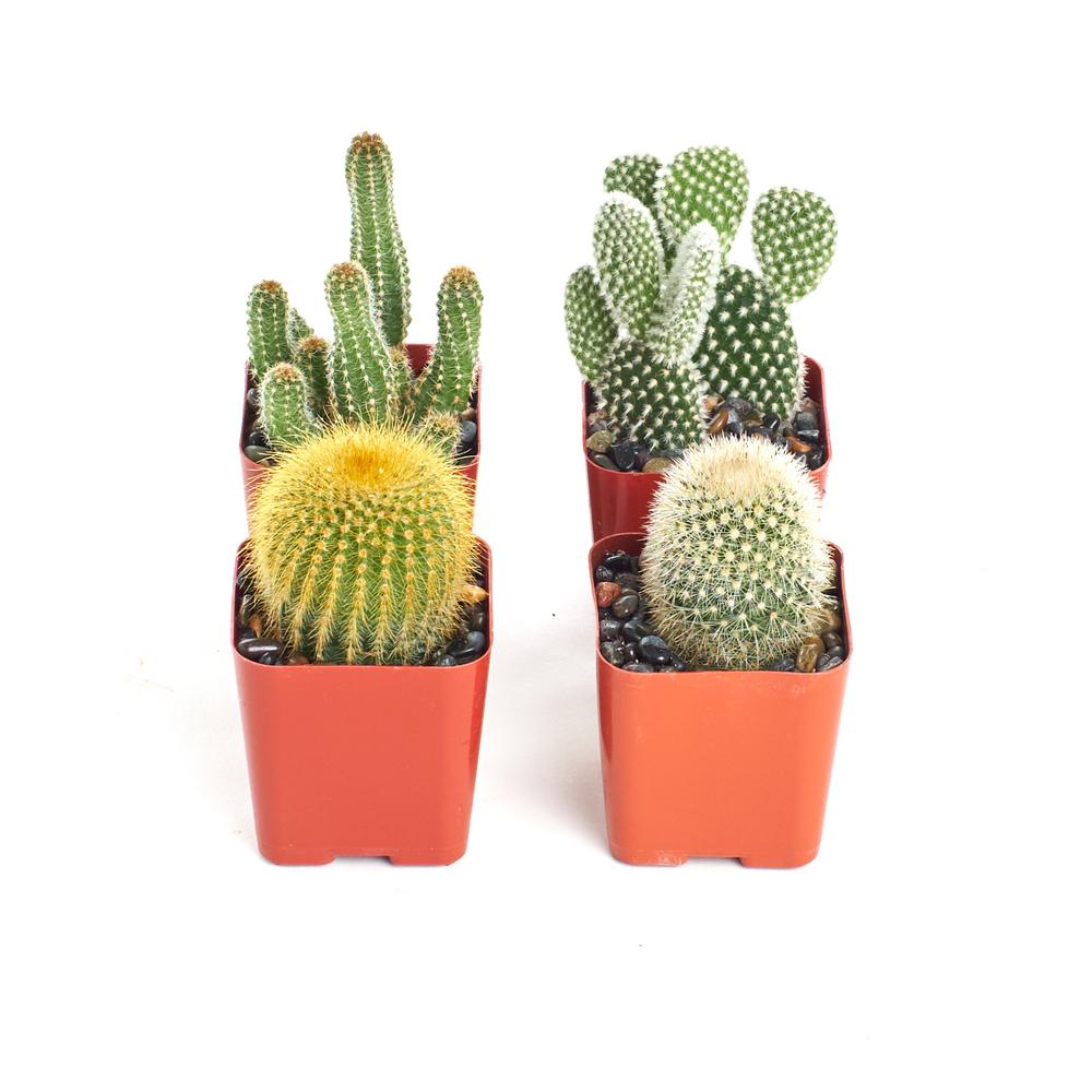 Home Botanicals Assorted Cactus (4-Pack)-4-CAC-ASR-2.5IN ...