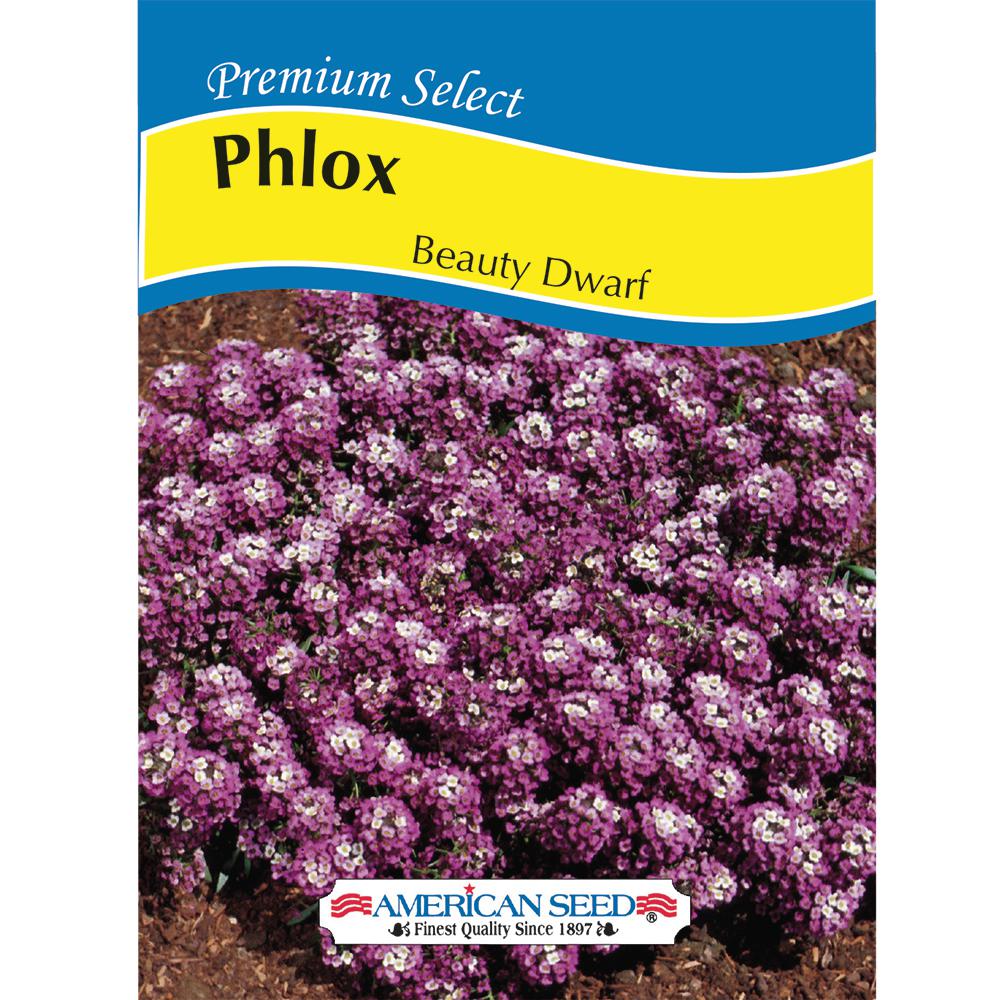 American Seed Phlox Beauty Dwarf Am 6005 The Home Depot