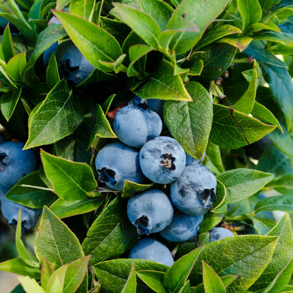 Gurney�s Chandler Blueberry (Vaccinium) Live Bareroot