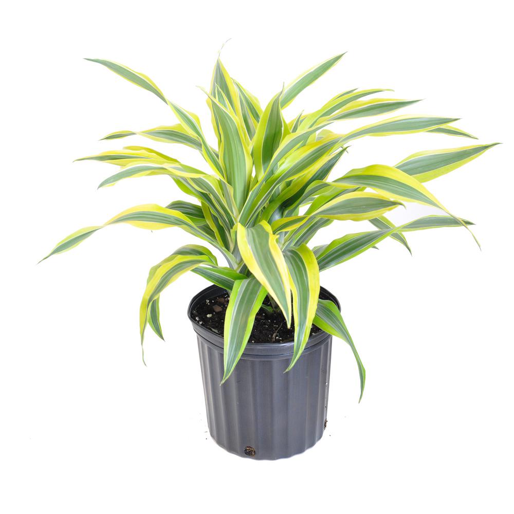 Dracaena House Plants Indoor Plants The Home Depot