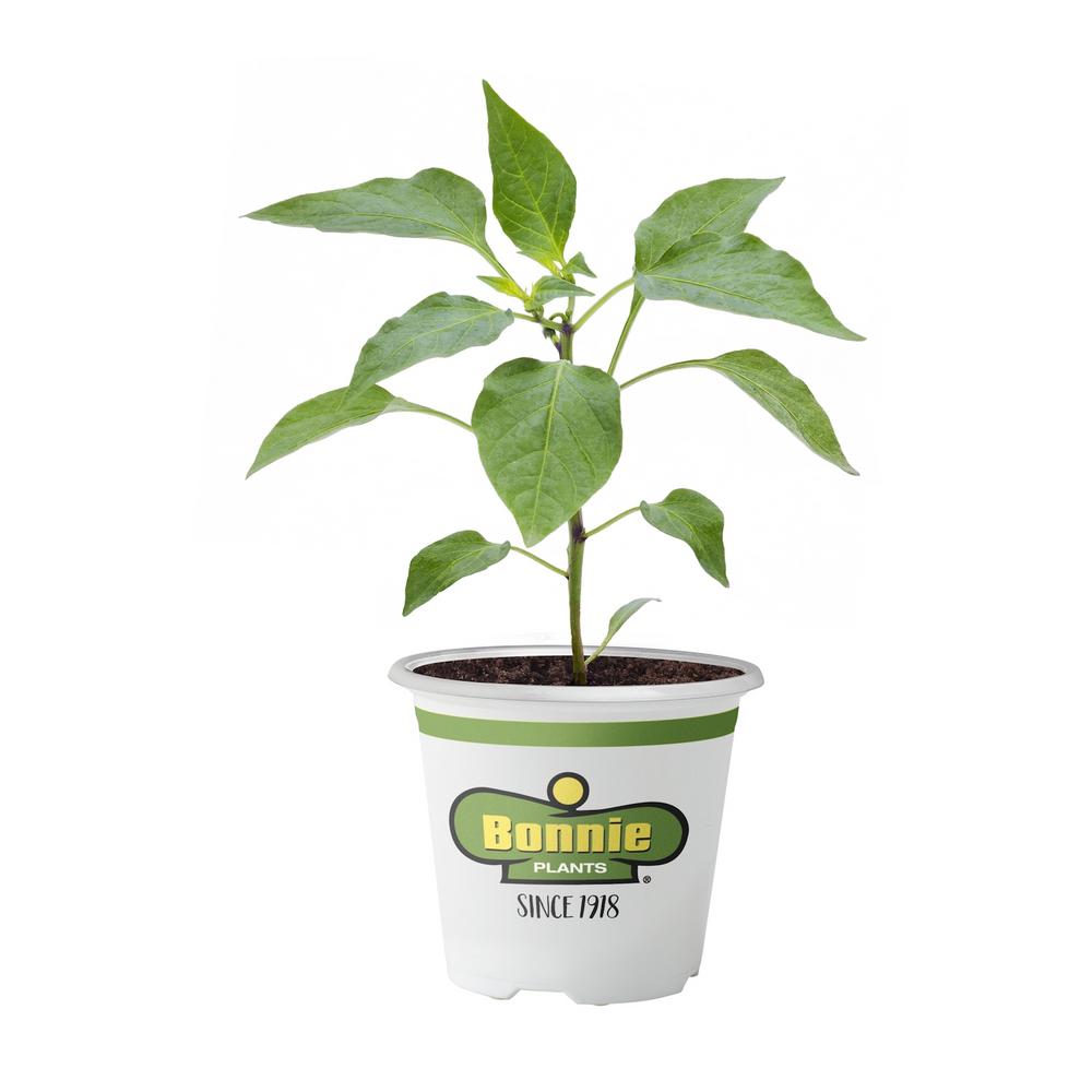 Vegetable Plants Edible Garden The Home Depot 4 5 In 19 3 Oz Pepper Jalapeno Hot
