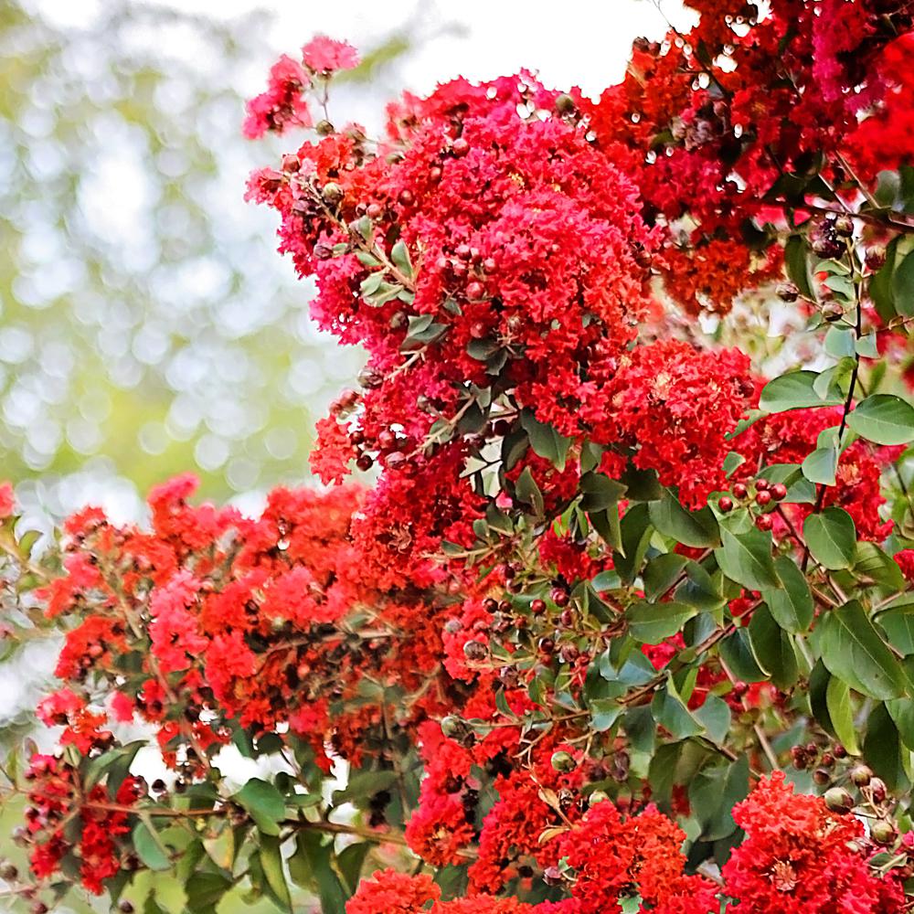 SOUTHERN LIVING 3 Gal. Southern Living Miss Frances Crape Myrtle Tree