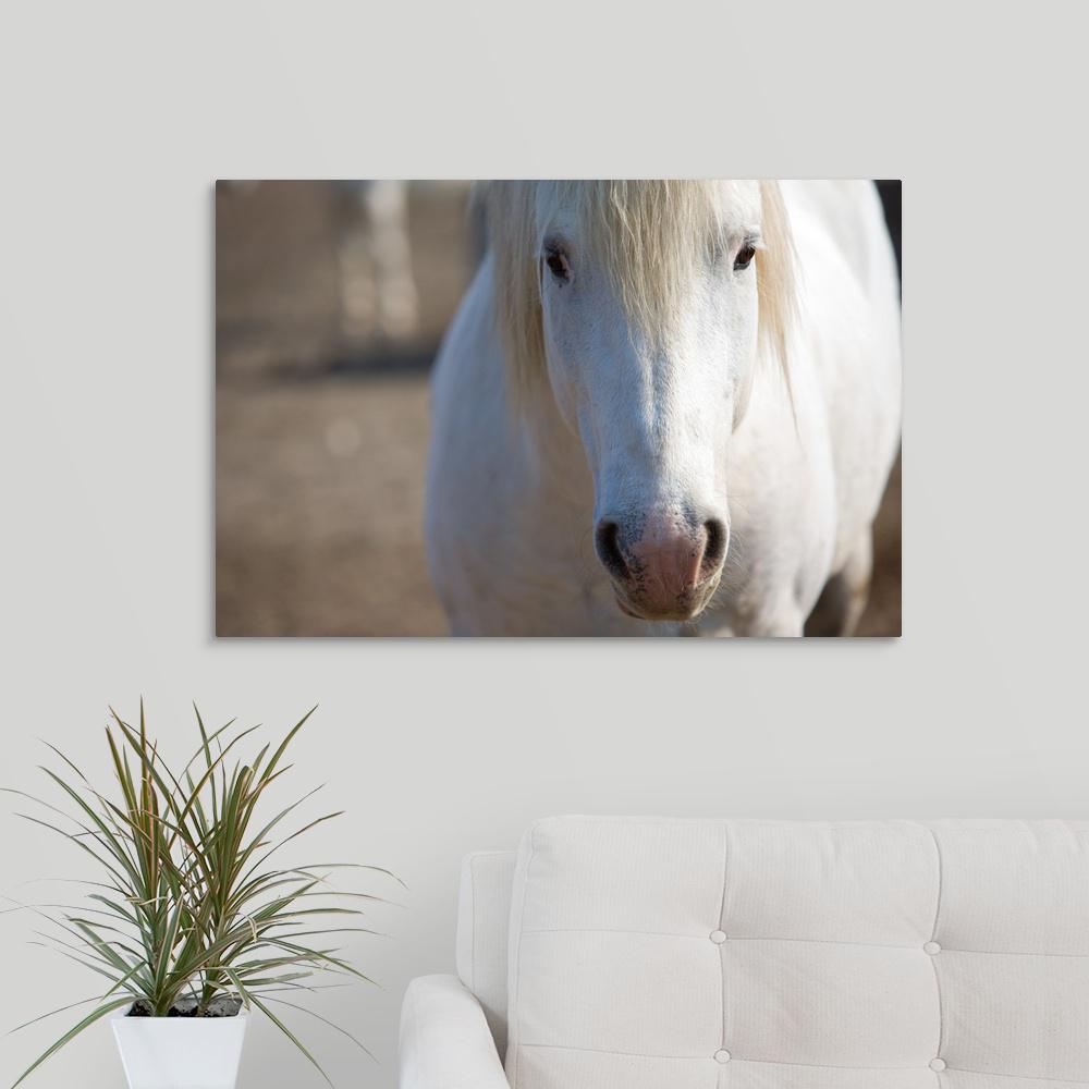 Greatbigcanvas 30 In X 20 In Close Up Of A Camargue Horse