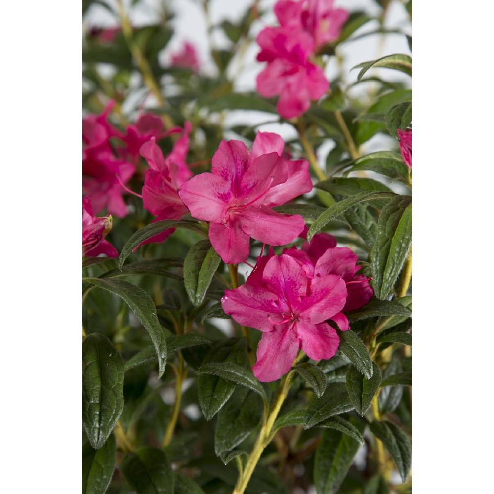 Encore Azalea 2 Gal Autumn Jewel Evergreen Multi Season Re Encore Azalea 2 Gal Autumn Jewel Evergreen Multi Season Re Blooming Shrub With Pee Pink Flowers 80712 The Home Depot