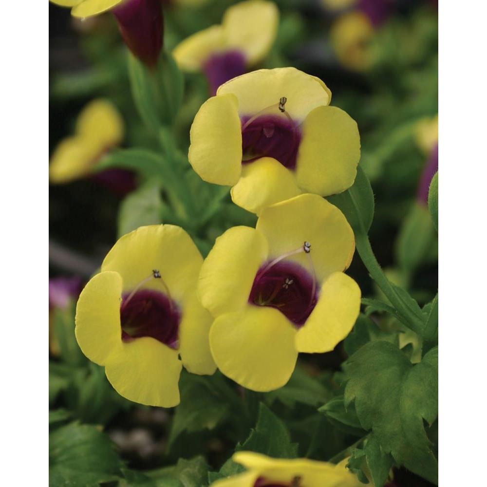 Torenia Garden Plants Flowers Center The Home Depot Catalina Gilded Grape Wishbone Flower Torenia Live Plant Yellow Flowers With A Purple