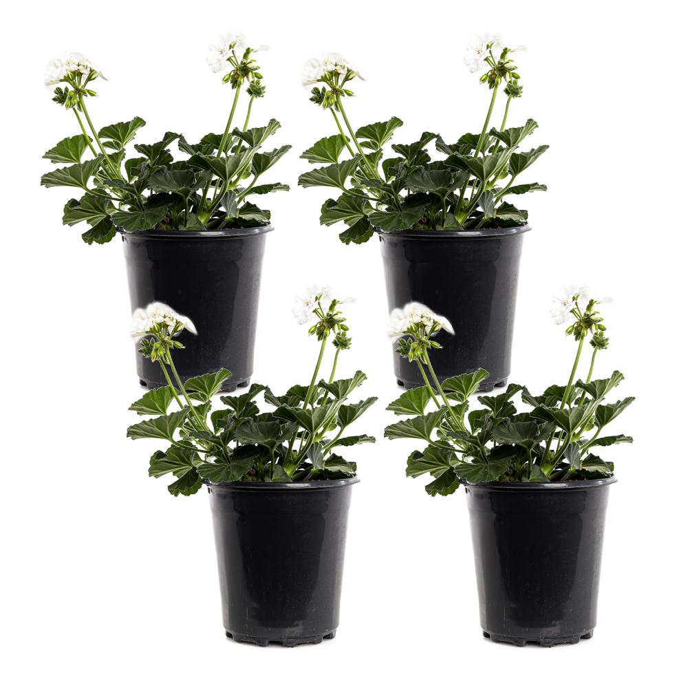 1 Gal. White Geranium Plant (4Pack)GERSAVWW0GP4 The Home Depot