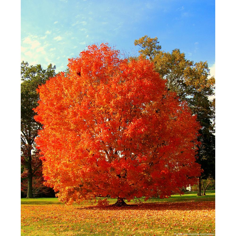 Online Orchards October Glory Maple Tree Bare Root Shrm002 The Home Depot