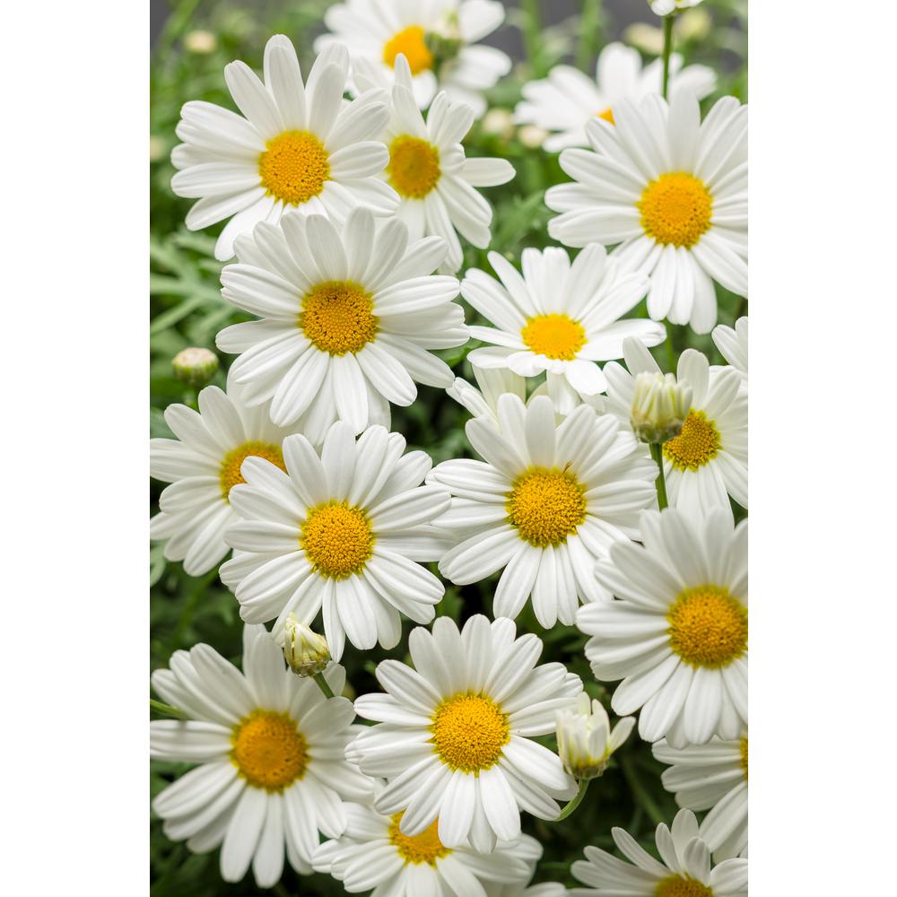 Proven Winners Pure White Butterfly Marguerite Daisy ...