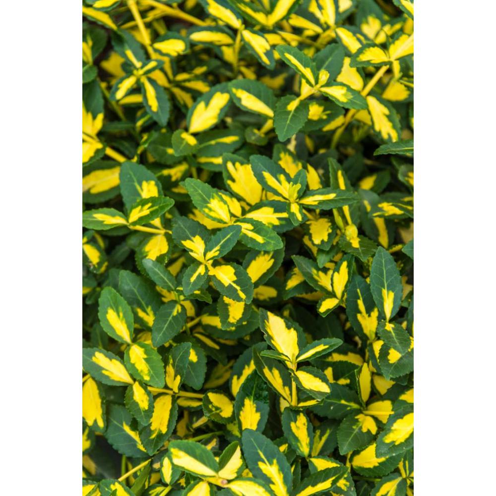 Spring Hill Nurseries 2 5 Qt Moonshadow Euonymus Live Broadleaf Evergreen Plant Green Yellow Variegated Foliage 1 Pack The Home Depot