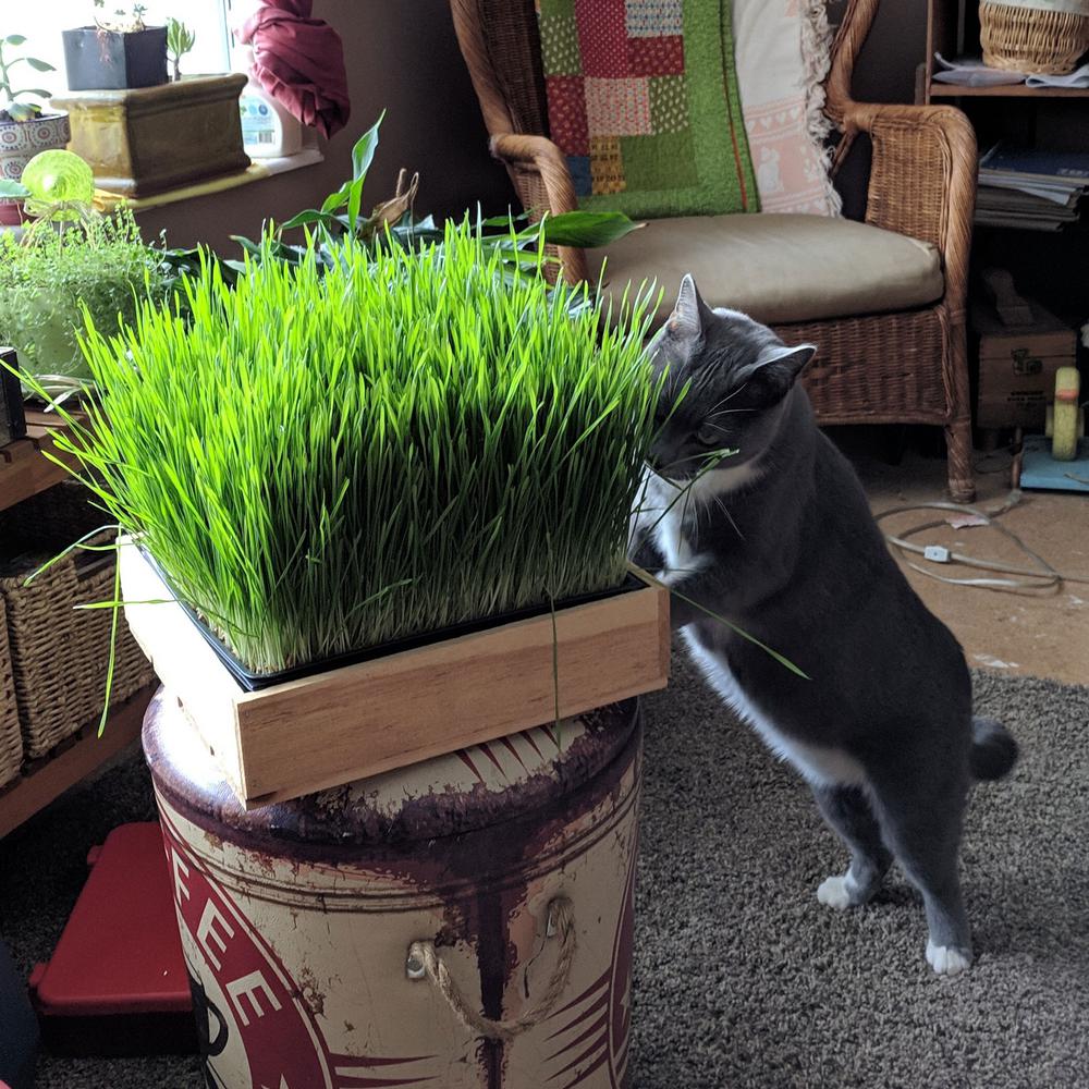 Living Whole Foods Dogs Cats And Pets Love To Eat Wheat Grass For Better Health Organic Dog And Cat Wheatgrass Growing Kit For Pet 17229 The Home Depot