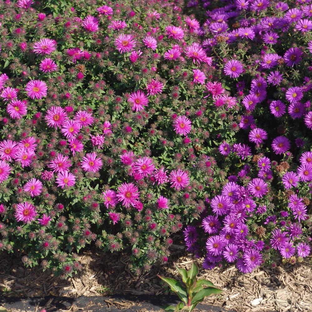 Spring Hill Nurseries 3 In Pot Vibrant Dome Aster Live Deciduous Spring Hill Nurseries 3 In Pot Vibrant Dome Aster Live Deciduous Plant Pink Flowering Perennial