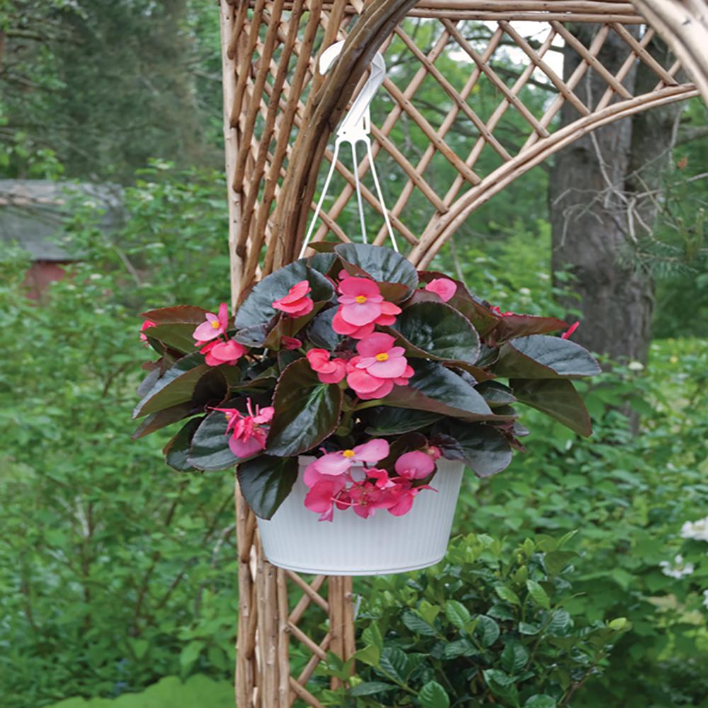 1.75 Gal. Bronze Leaf Red Begonia Plant19651 The Home Depot