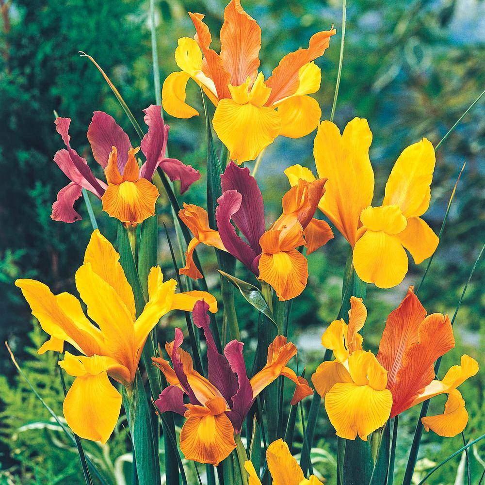 5 20 To 10 F Iris Full Sun Flower Bulbs Garden Plants Dutch Iris Bulbs Mixture 25 Pack