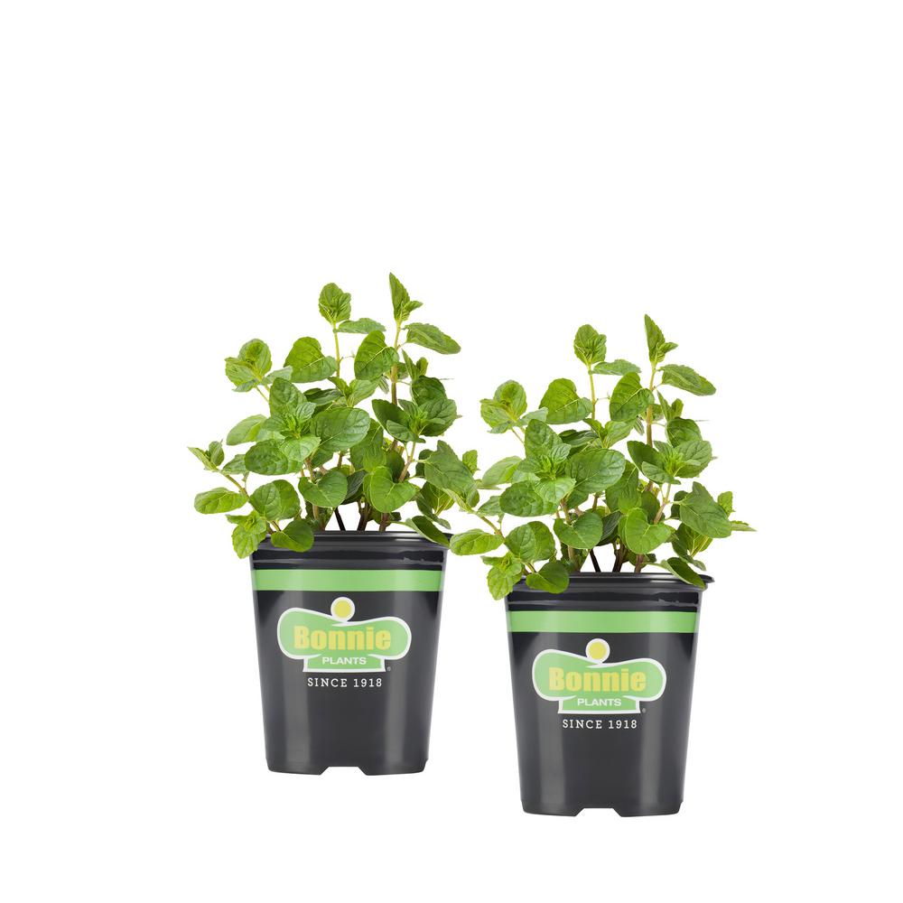 Bonnie Plants 19.3 oz. Spearmint (2Pack Live Plants)2P5109 The Home