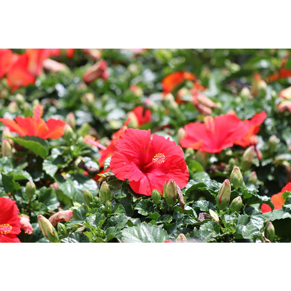Costa Farms 1 Qt. Premium Hibiscus Tropical Live Outdoor Plant, Red