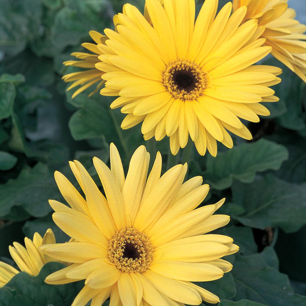 1.71-Pint Yellow Transvaal Daisy Plant-3959 - The Home Depot