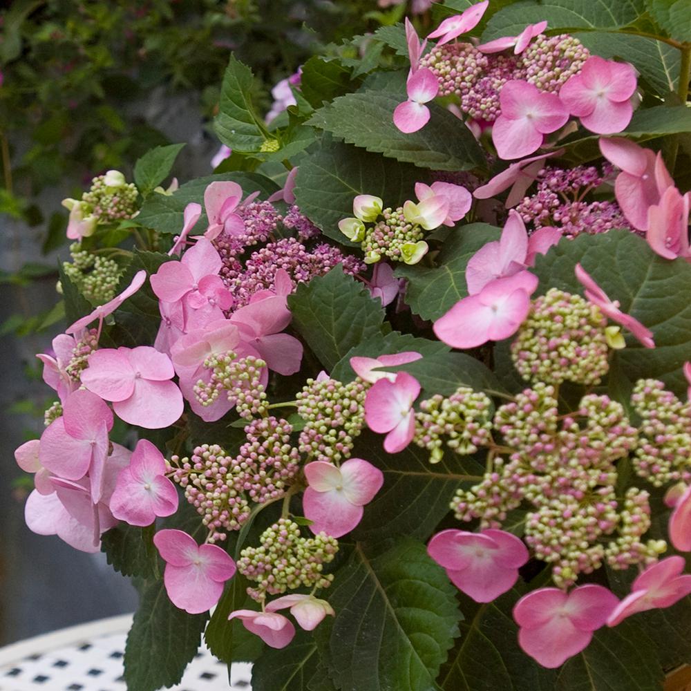Spring Hill Nurseries Endless Summer Twist And Shout Hydrangea 4 In Spring Hill Nurseries Endless Summer Twist And Shout Hydrangea 4 In Potted Plant