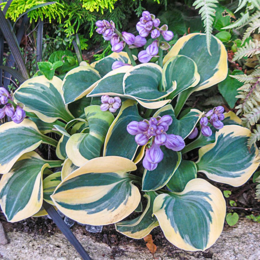 Hosta Perennials Garden Plants Flowers The Home Depot Mighty Mouse Mini Hosta