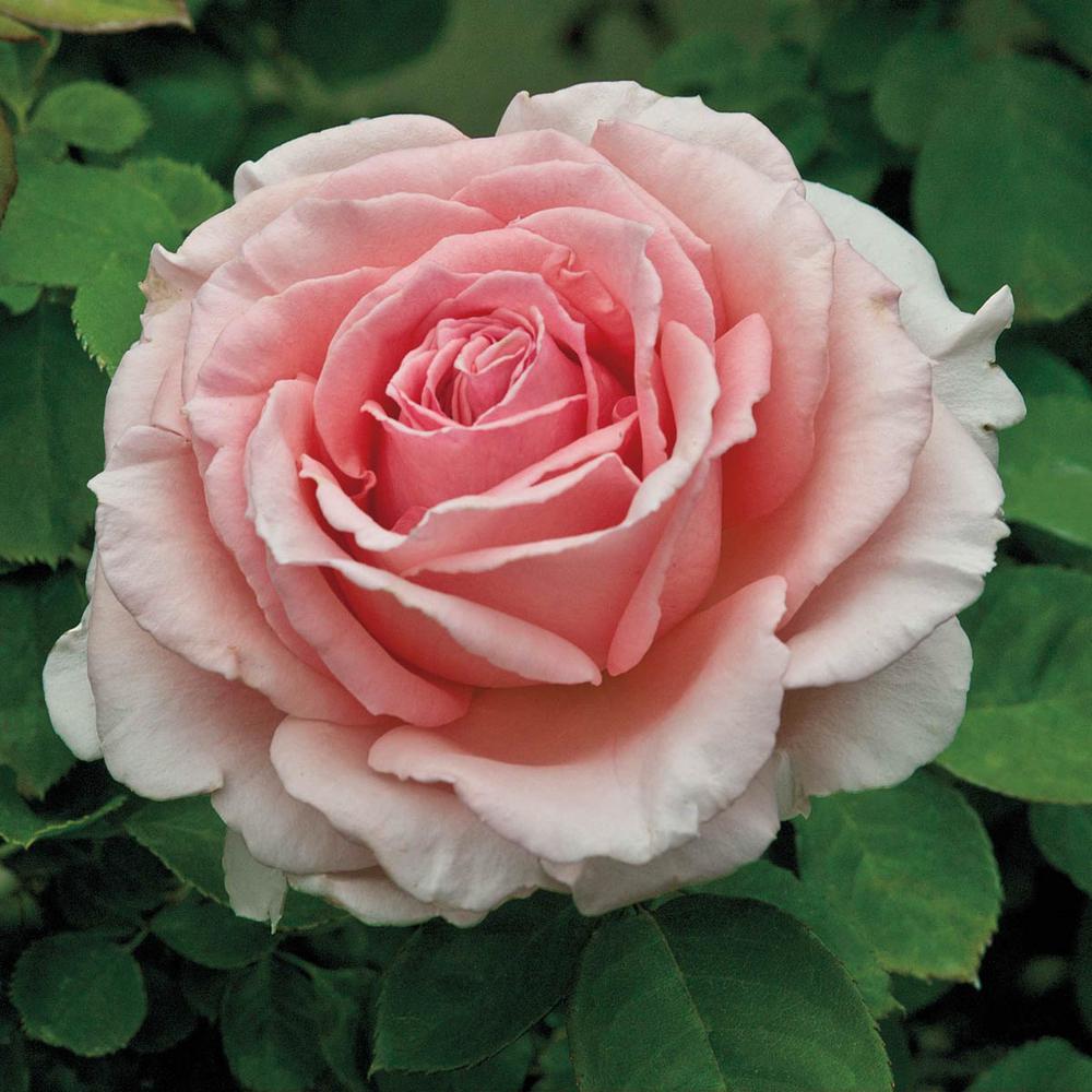 Spring Hill Nurseries Pink Flowers Pearly Gates Climbing
