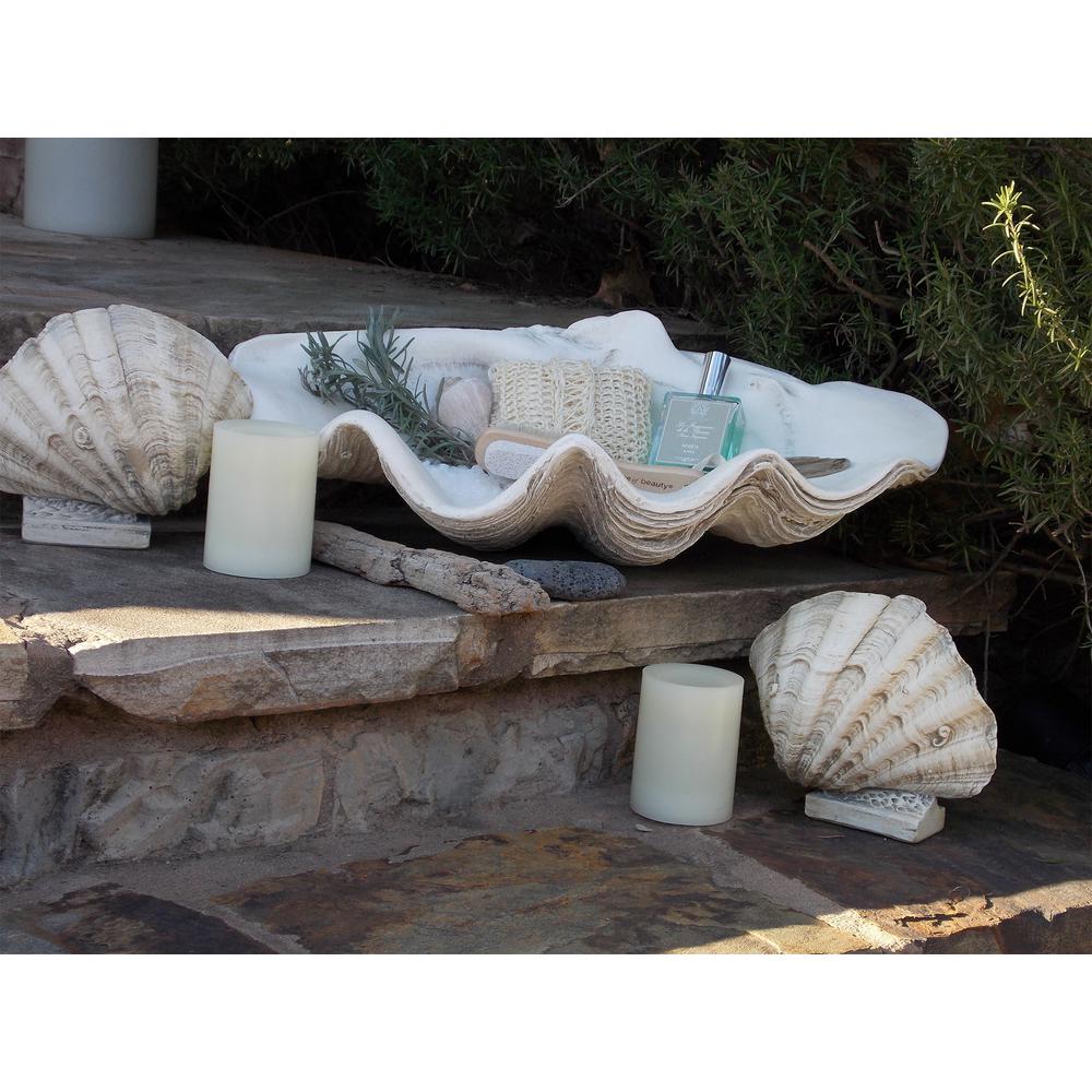 real giant clam shell for sale