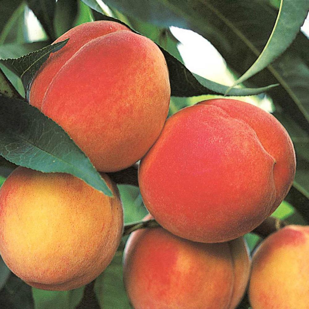 Fruit Peach Tree Trees Plants Edible Garden The Home Belle Of Georgia Reachables Peach