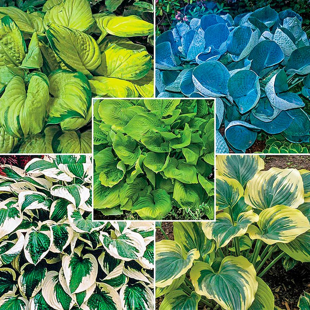 Longfield Gardens #1 Bressingham Blue Hosta Bulbs (3-Pack)-20000163 ...