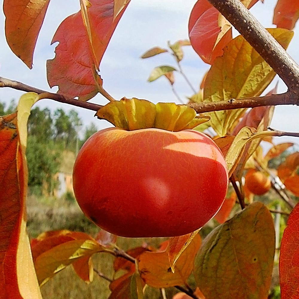 Fuyugaki Persimmon Tree Perfuybp The Home Depot