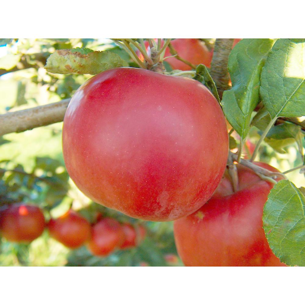 Online Orchards Dwarf Red McIntosh Apple TreeFTAP009 The Home Depot