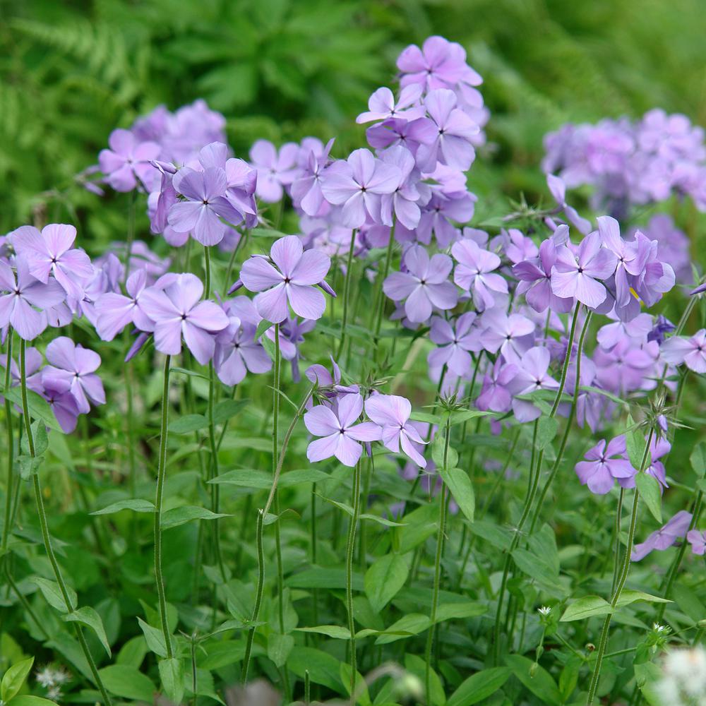 Spring Hill Nurseries 3 In Pot Blue Moon Tall Phlox Purple Flowers Pot Blue Moon Tall Phlox Purple Flowers Live Perennial Plant
