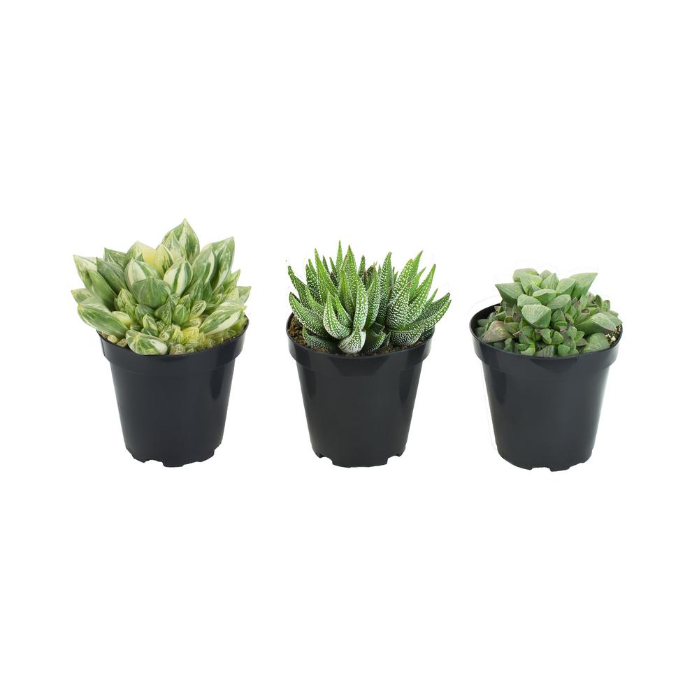 Altman Plants 9 cm Haworthia Plant Collection (3-Pack ...