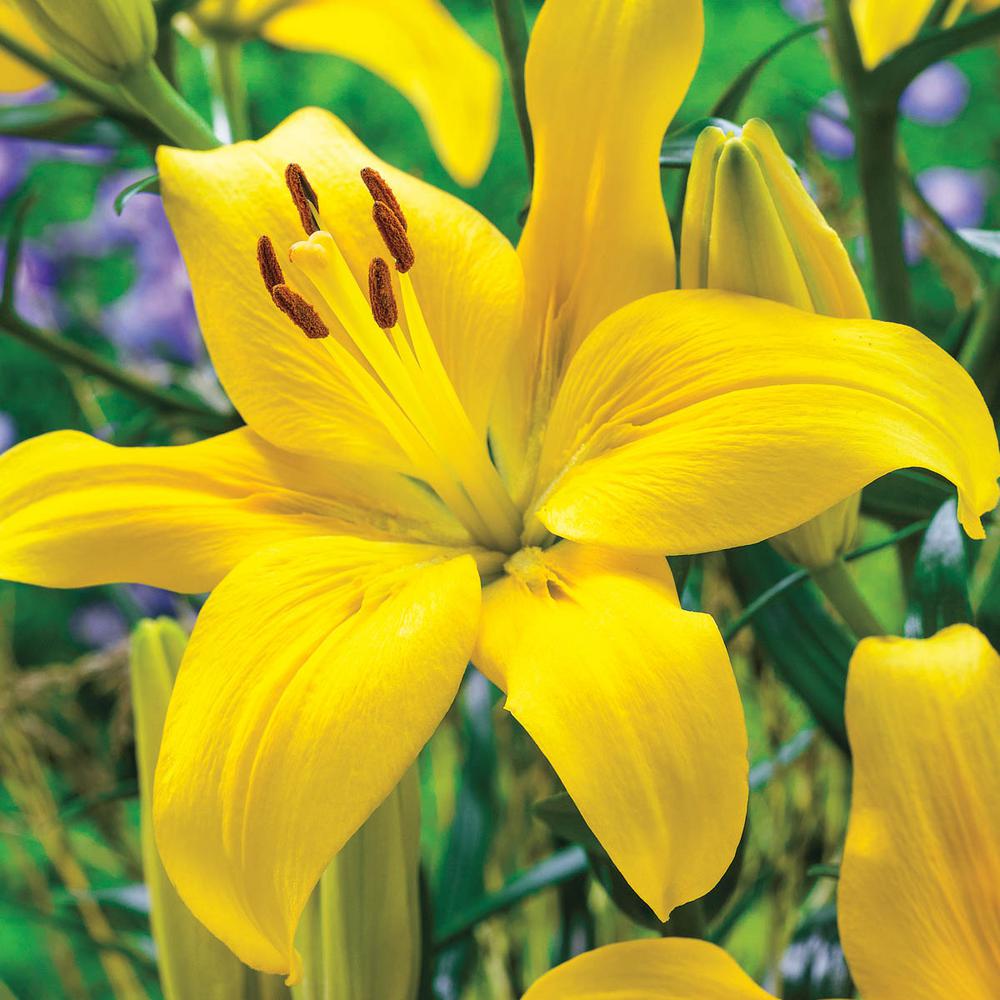 Van Bourgondien Yellow Asiatic Lily County Bulbs 25 Pack The Home Depot