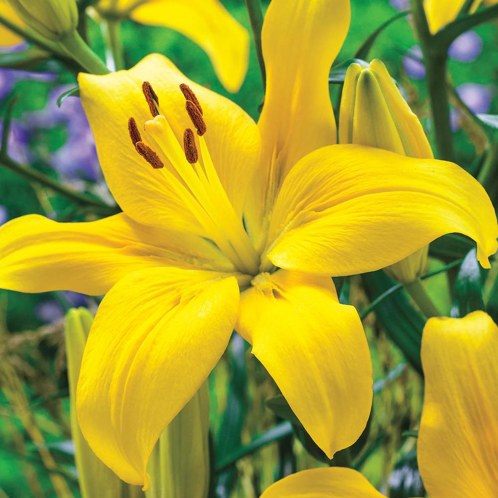 Van Bourgondien Yellow Asiatic Lily County Bulbs 25 Pack The Home Depot Van Bourgondien Yellow Asiatic Lily County Bulbs 25 Pack The Home Depot