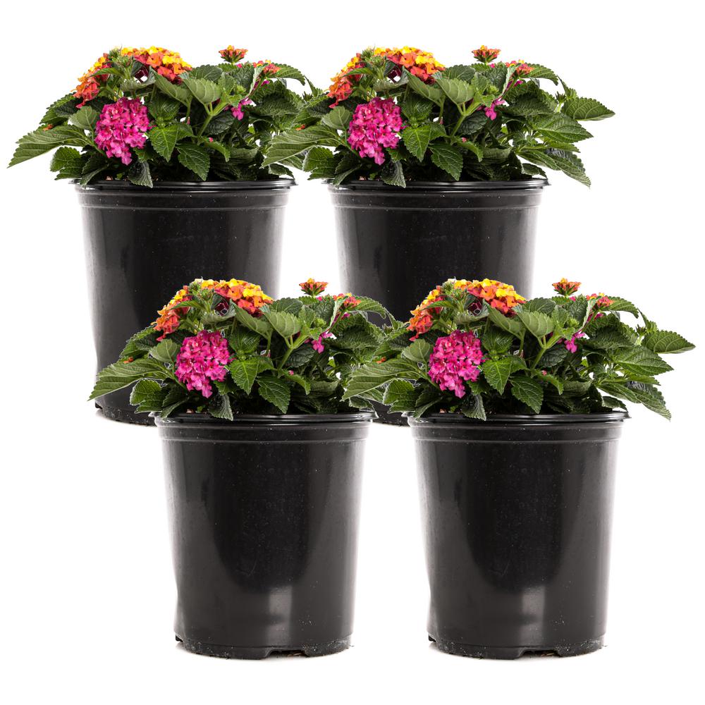 1 Gal. Rose Lantana Bandana Plant (4Pack)LANBANSR0GPH4 The Home Depot