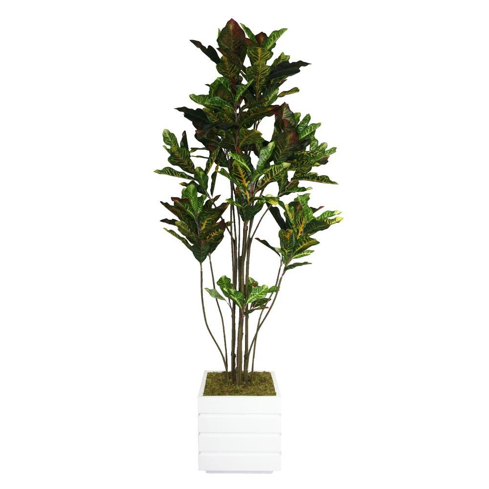 Laura Ashley 78 in. Tall Croton Tree with Multiple Trunks in 14 in