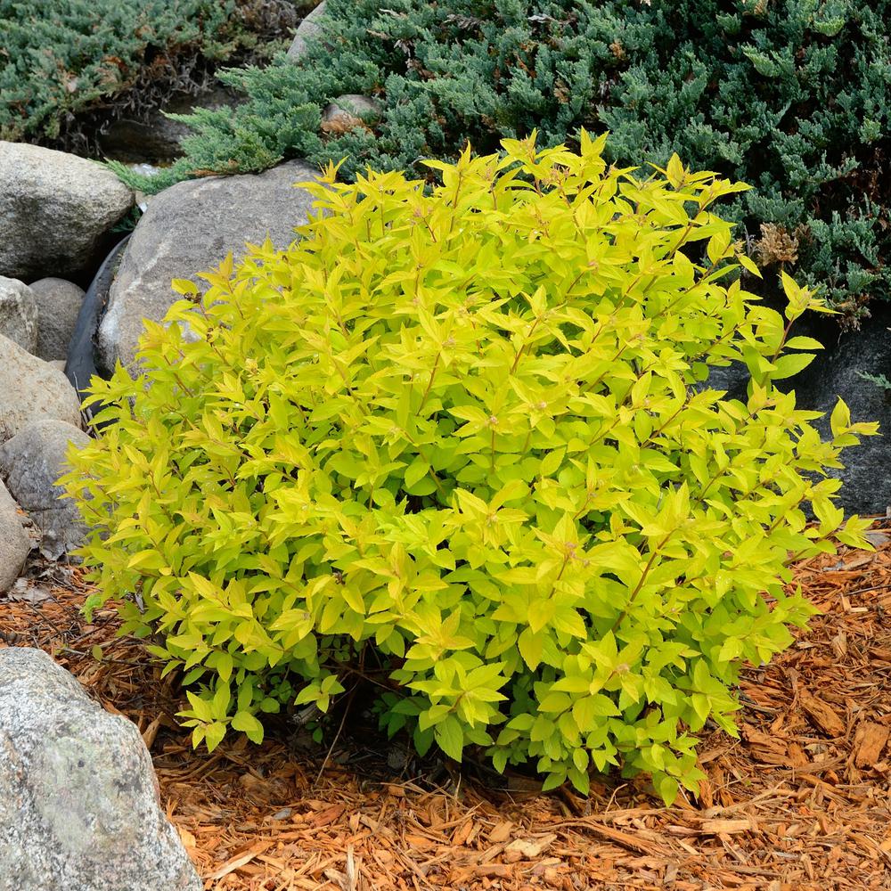 national PLANT NETWORK 2.5 qt. Spirea Goldmound Flowering ...