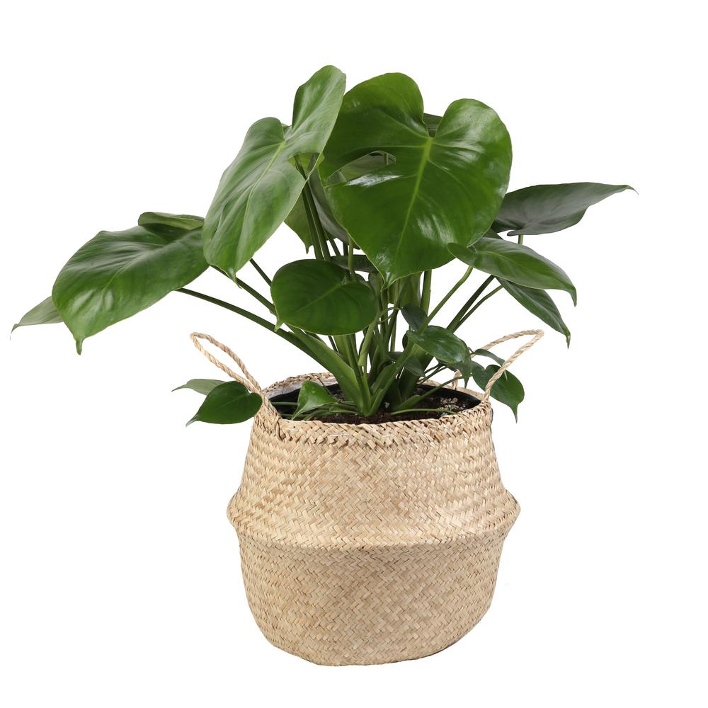 Costa Farms Monstera Deliciosa Swiss Cheese Plant in 9.25 in. Seagrass