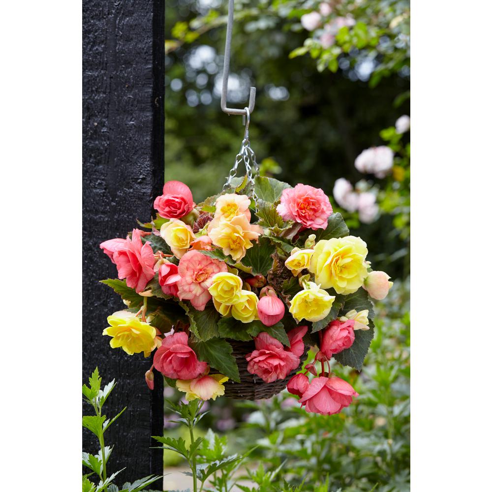 Flower Bulbs Garden Plants & Flowers The Home Depot