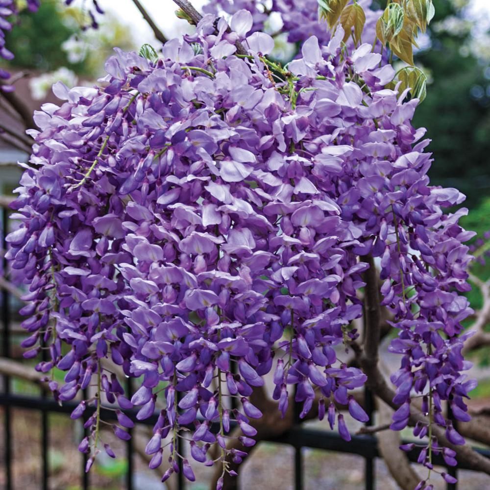 vine with purple flowers