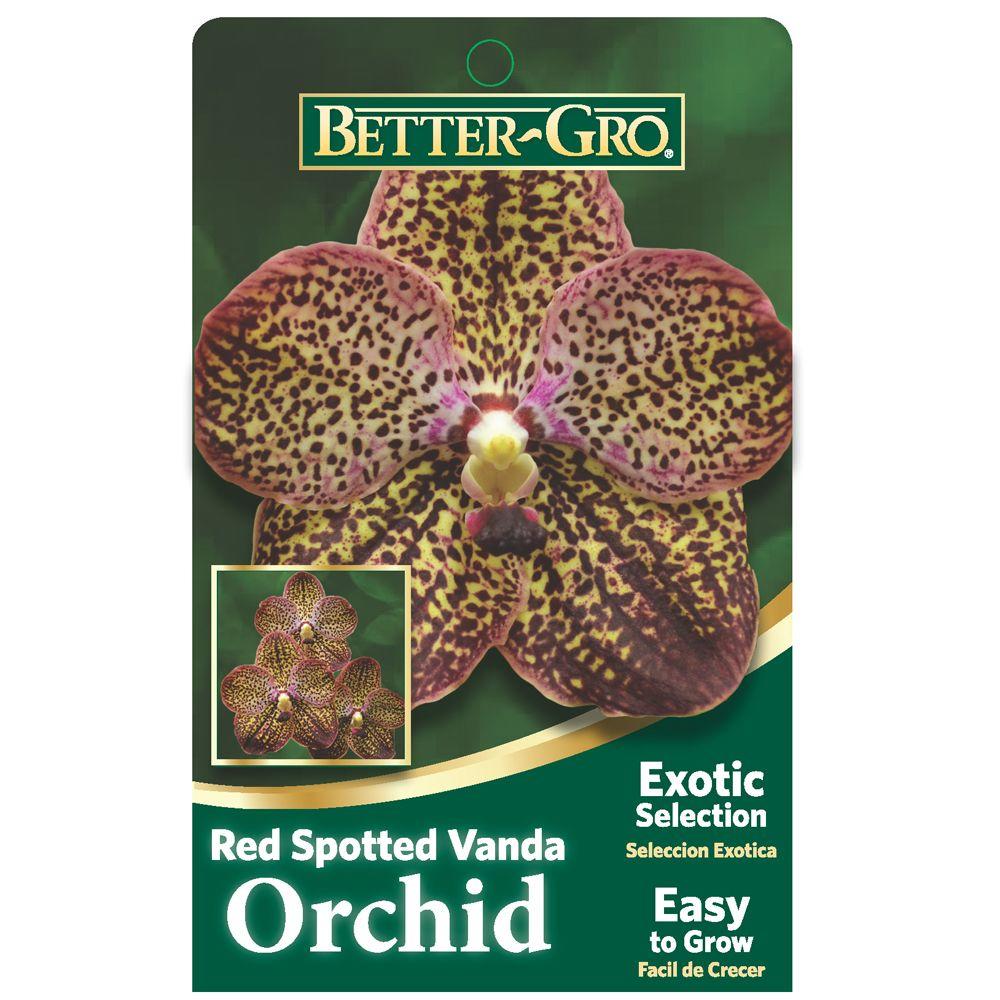 Better Gro Red Spotted Vanda Package Orchid 4 In Plastic Basket 343 The Home Depot