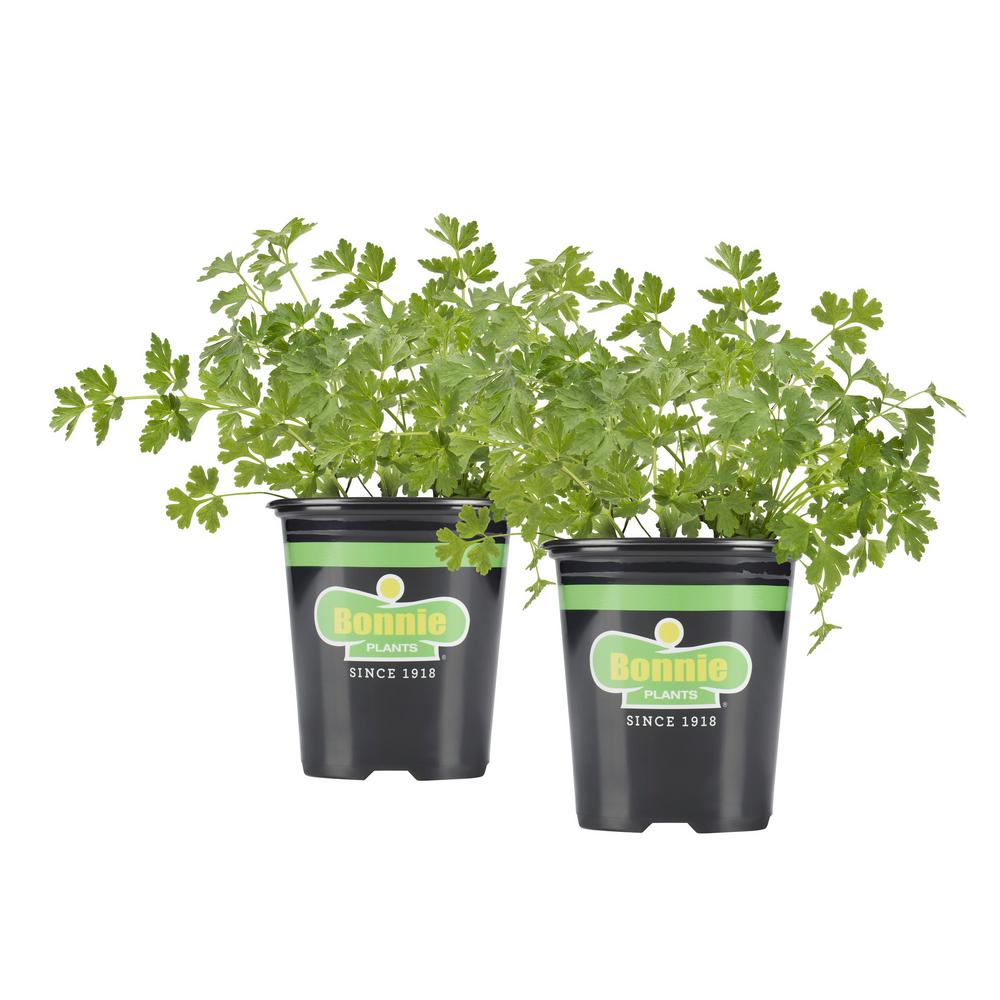 Bonnie Plants 19.3 oz. Italian (Flat) Parsley (2Pack Live Plants