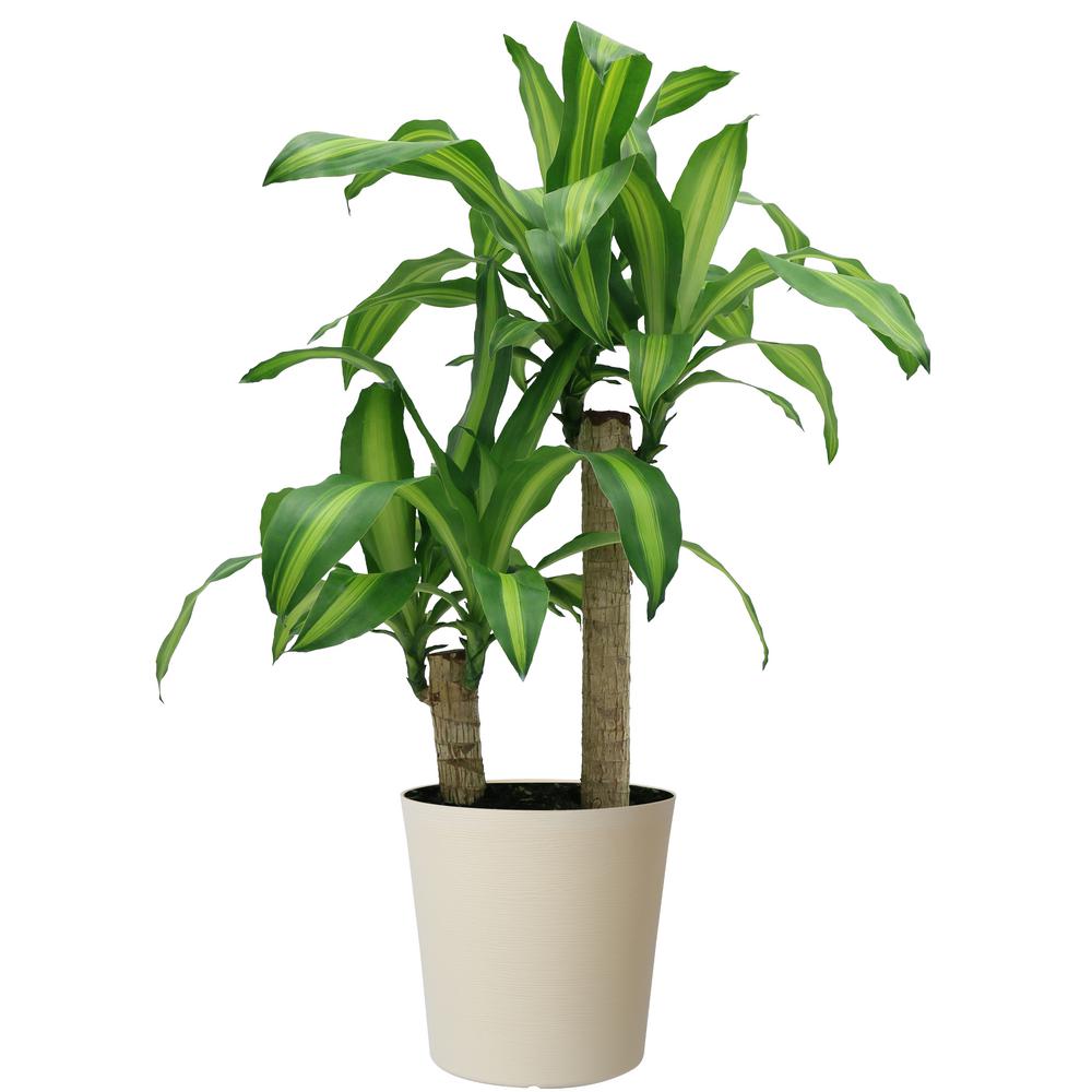 48 In Non Flowering House Plants Indoor Plants The Home Depot