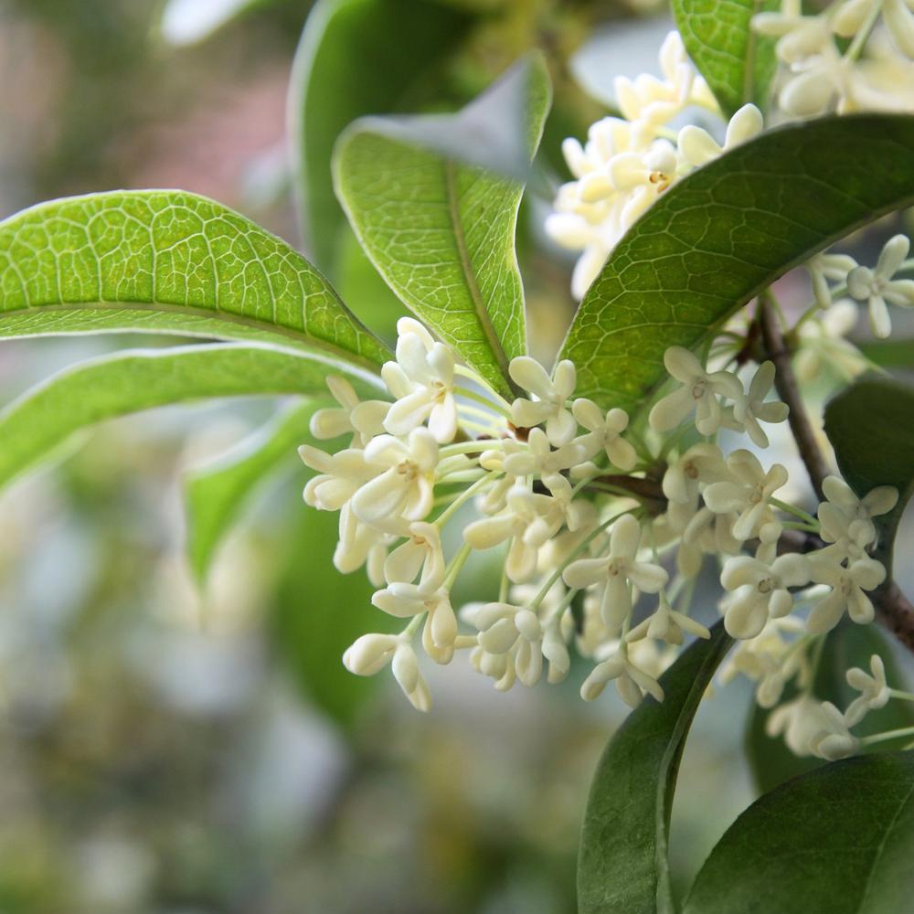 national PLANT NETWORK 2.25 Gal. Sweet Olive ShrubHD1103