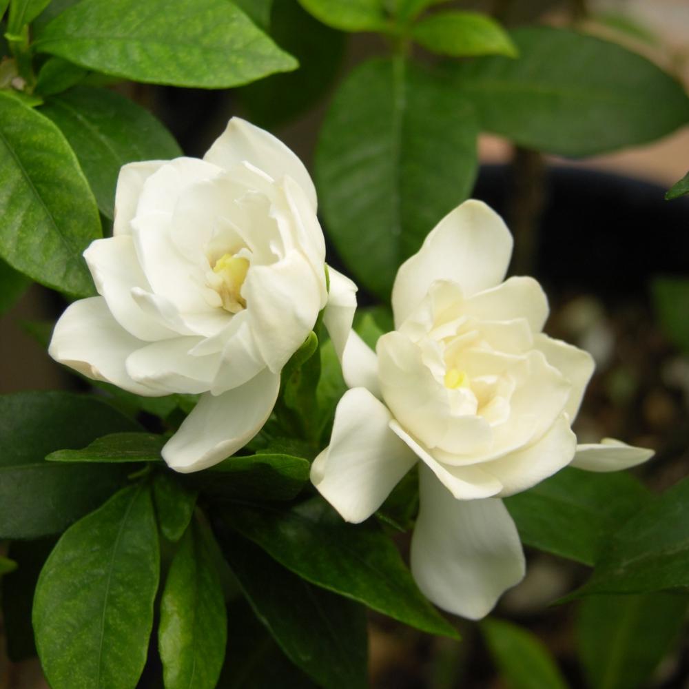 2 5 Qt Gardenia August Beauty Flowering Shrub With White Blooms Hd7124 The Home Depot