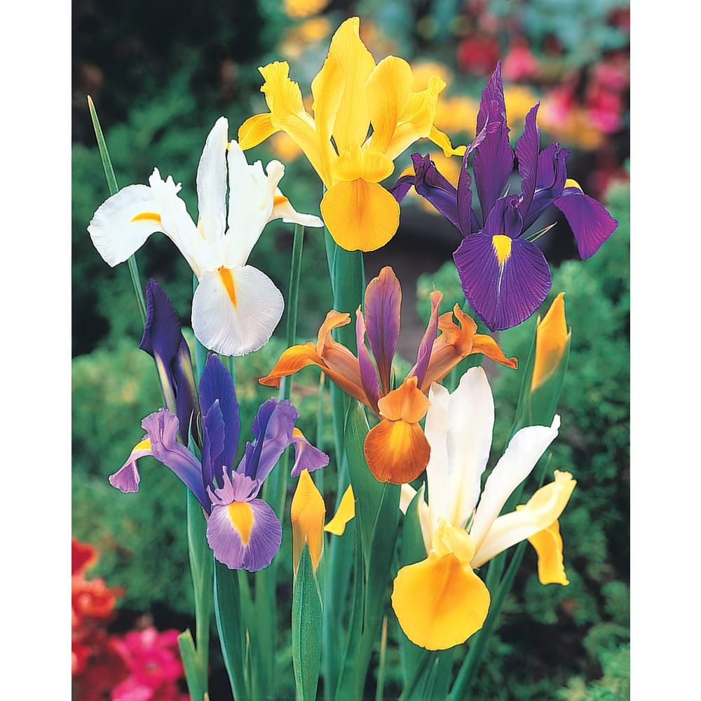 Breck S Dutch Iris Bulb Mixture 12 Pack 67942 The Home Depot Dutch Iris Bulb Mixture 12 Pack